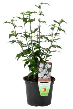 Havehibiscus 19 cm potte